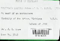 Postia tephroleuca image