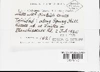 Pachykytospora alabamae image