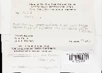 Pachykytospora alabamae image