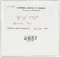 Agaricus silvicola image