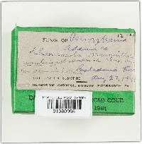 Chroogomphus tomentosus image