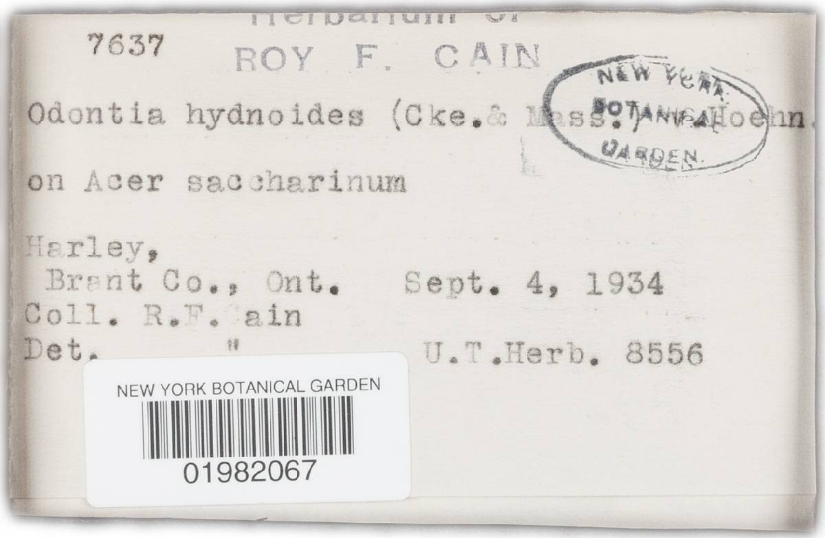 Scopuloides hydnoides image