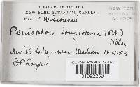 Subulicystidium longisporum image