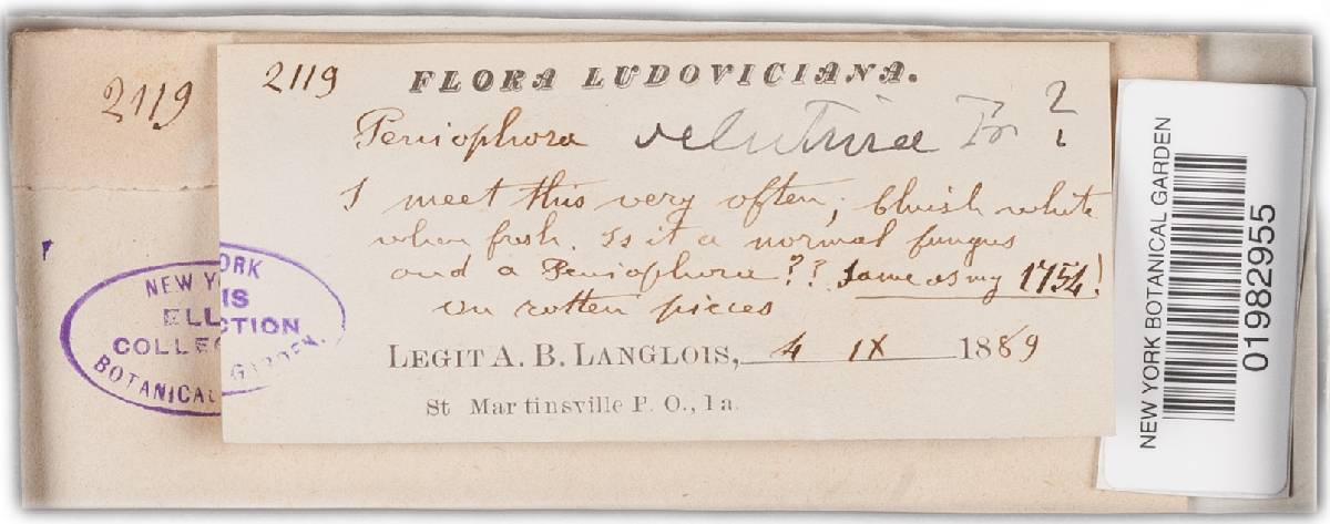 Phanerochaete velutina image