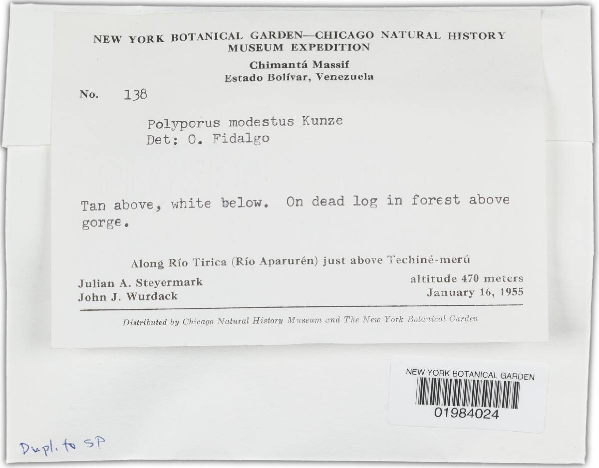 Trametes modesta image