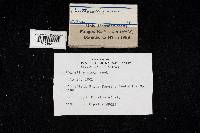 Cantharellus minor image