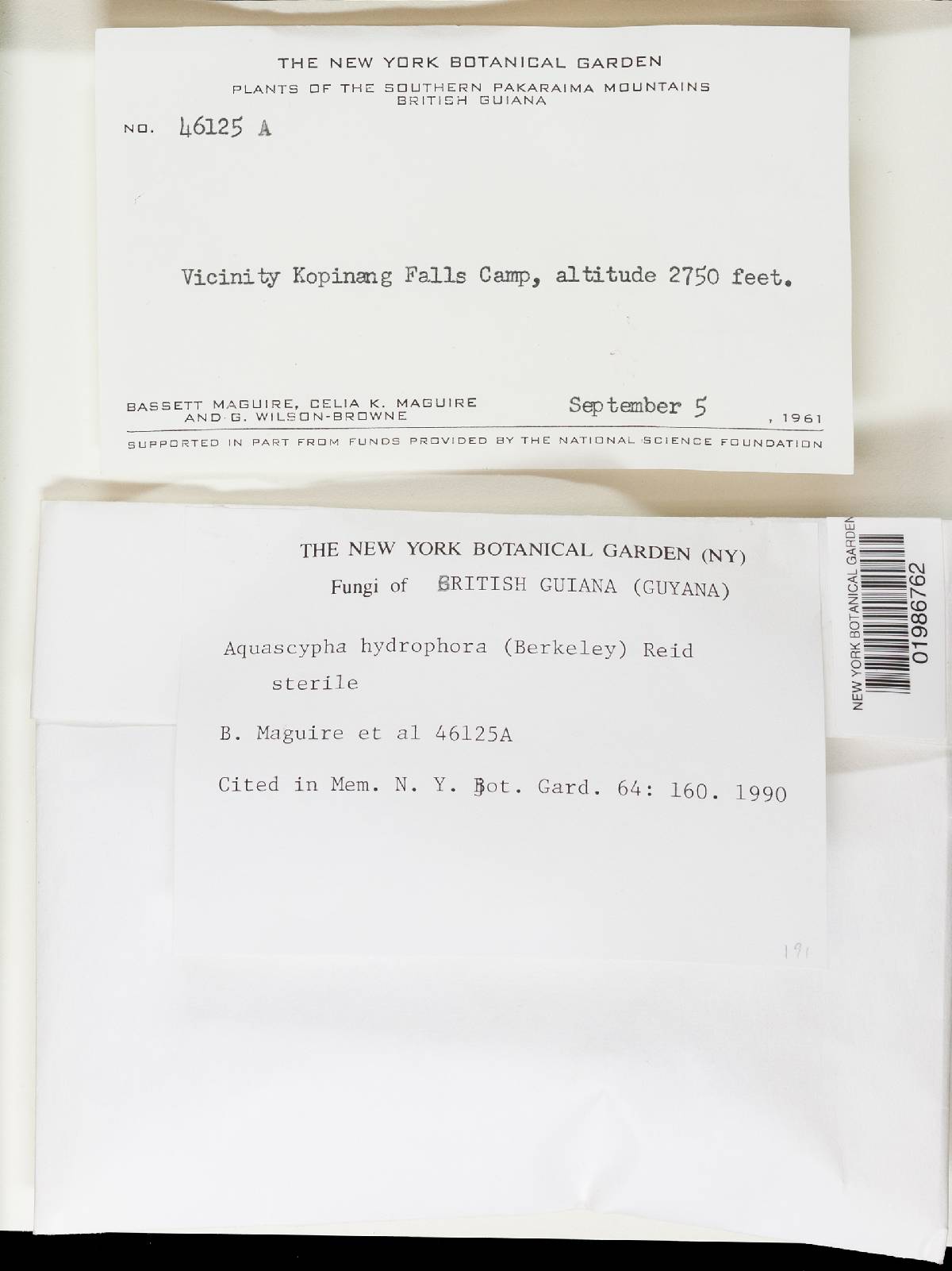 Aquascypha hydrophora image