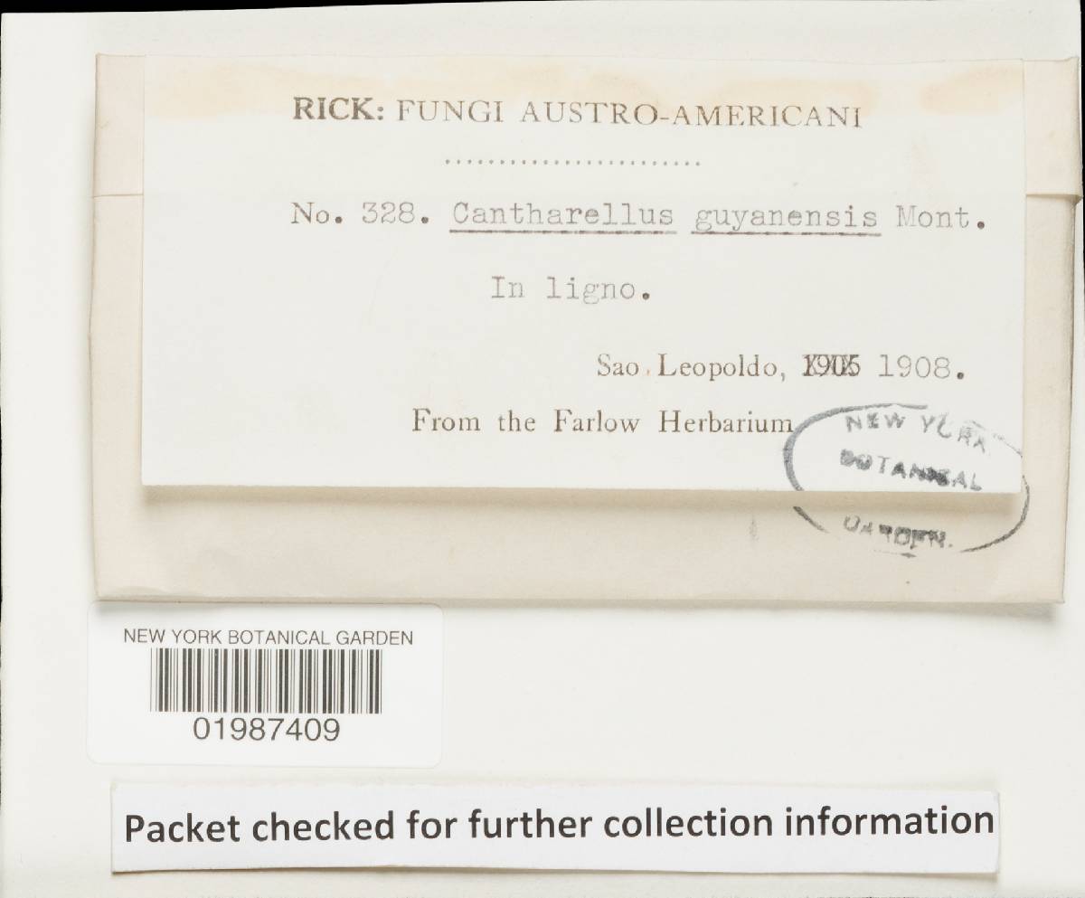 Cantharellus guyanensis image