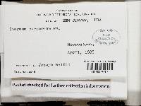 Chondrostereum purpureum image