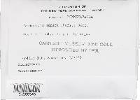 Hyphoderma setigerum image