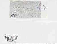 Peniophora albobadia image