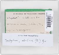 Trichaptum abietinum image