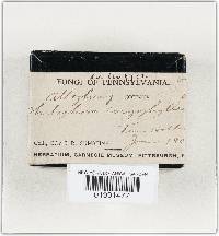 Thelephora caryophyllea image