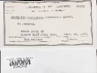 Image Associated With the Occurrence