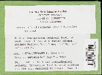 Lignosus rhinocerotis image