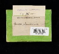 Media resource of Lignosus rhinocerotis