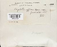 Microporus affinis image