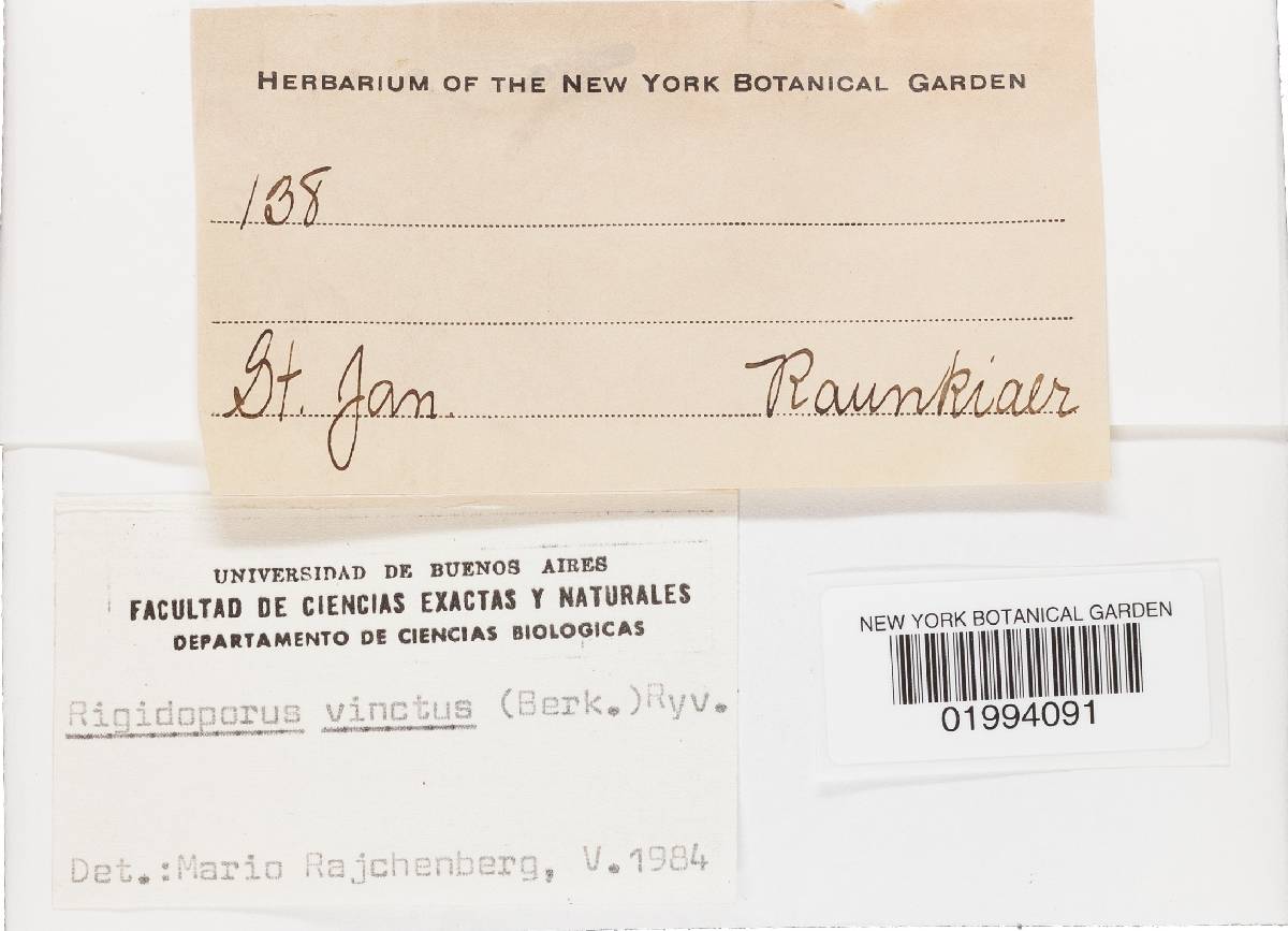 Rigidoporus vinctus image