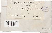 Skeletocutis nivea image