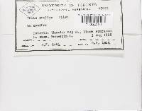 Skeletocutis stellae image