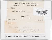 Podoscypha elegans image