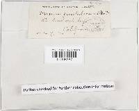 Xylobolus frustulatus image