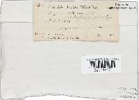 Trametes ectypa image