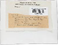 Trametes hirsuta image