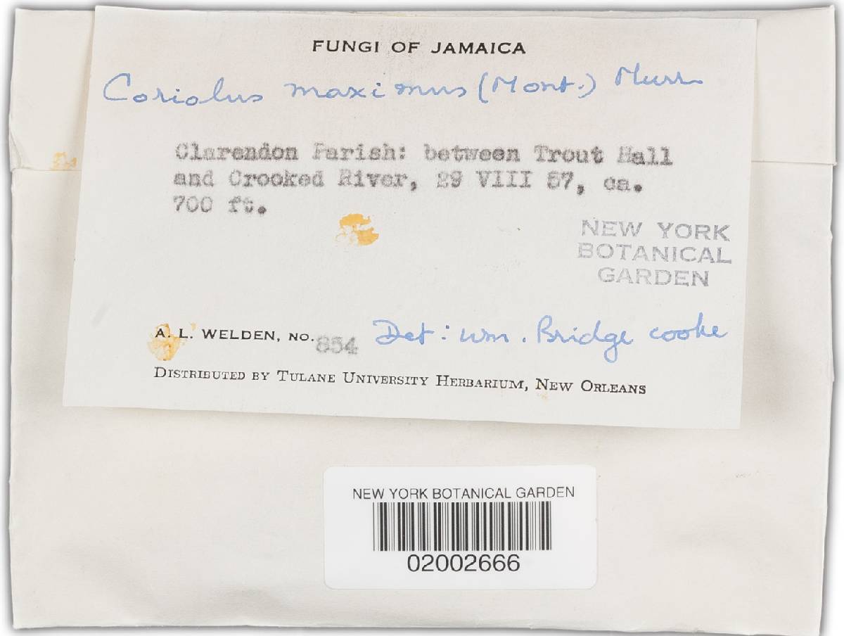 Trametes maxima image