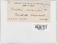 Trametes maxima image