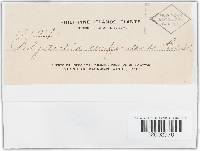 Trametes modesta image