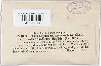 Thelephora terrestris image