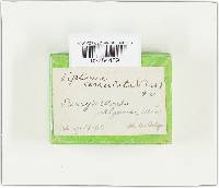 Entoloma serrulatum image