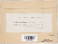 Gymnopus androsaceus image