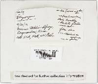 Rhizopogon fuscorubens image