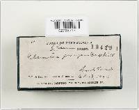 Pleurocybella porrigens image