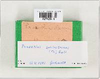 Panaeolus papilionaceus var. papilionaceus image