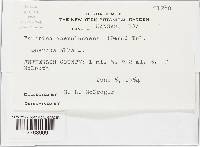 Taphrina caerulescens image