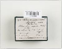 Pleurotus cornucopiae image