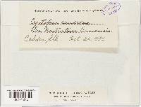 Image Associated With the Occurrence