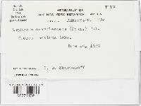 Taphrina caerulescens image