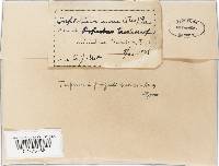 Taphrina populi-salicis image