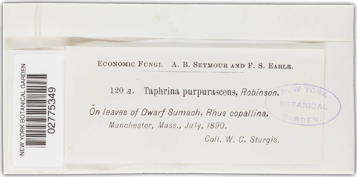 Taphrina purpurascens image