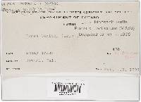 Ganoderma lucidum image