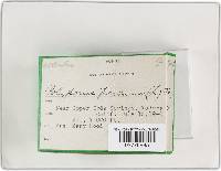 Coltricia perennis image