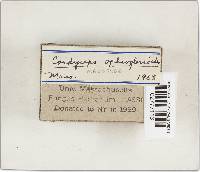 Elaphocordyceps ophioglossoides image