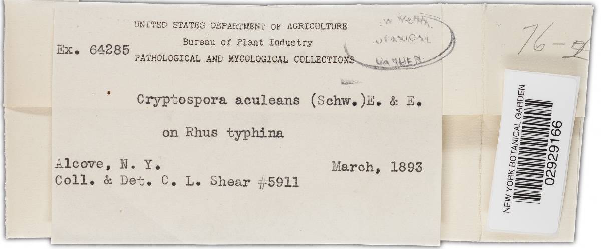 Synnemasporella aculeans image