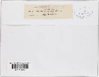 Gnomonia setacea image