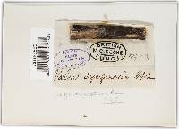 Diaporthe syngenesia image