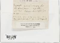 Golovinomyces cichoracearum image